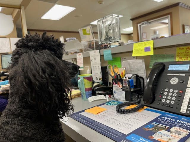 A black poodle sitting at a desk next to a telephone