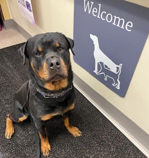 A dog is sitting in front of a welcome sign