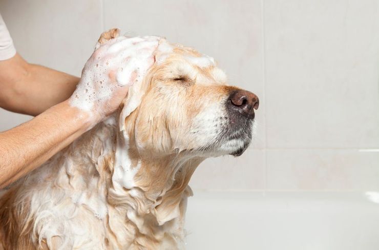 Puppy Ready For A Bath
