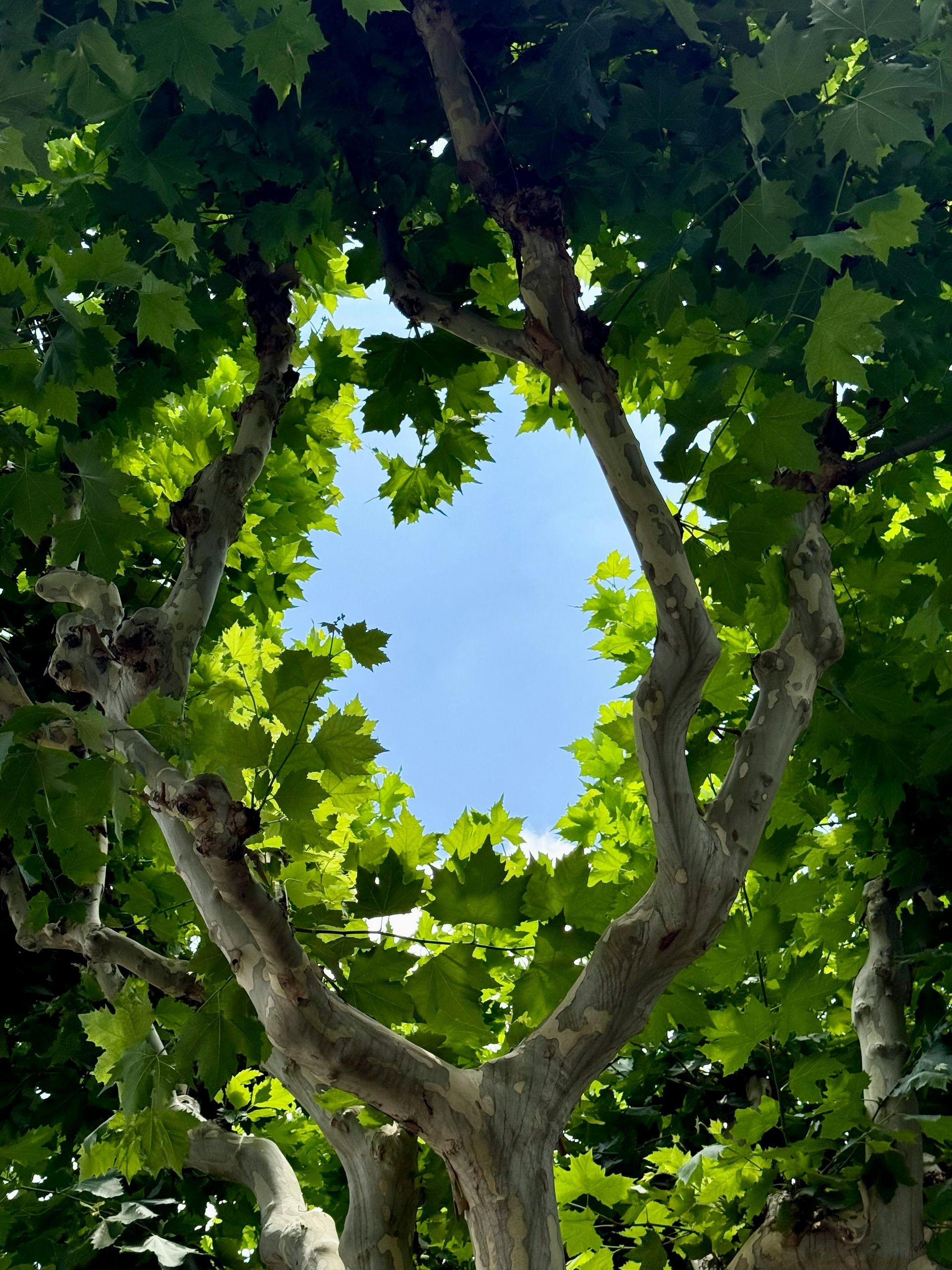Looking up at a tree with a blue sky in the background