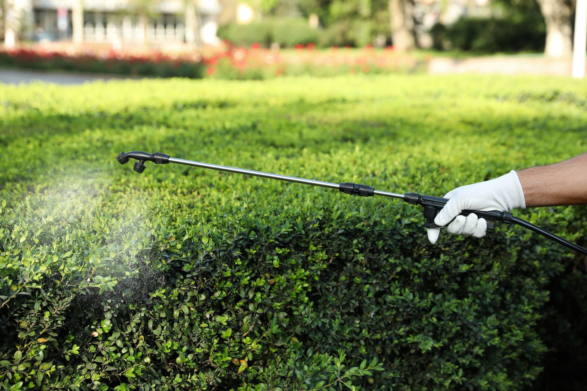 Person in gloves spraying green hedge with a long sprayer, outdoors.