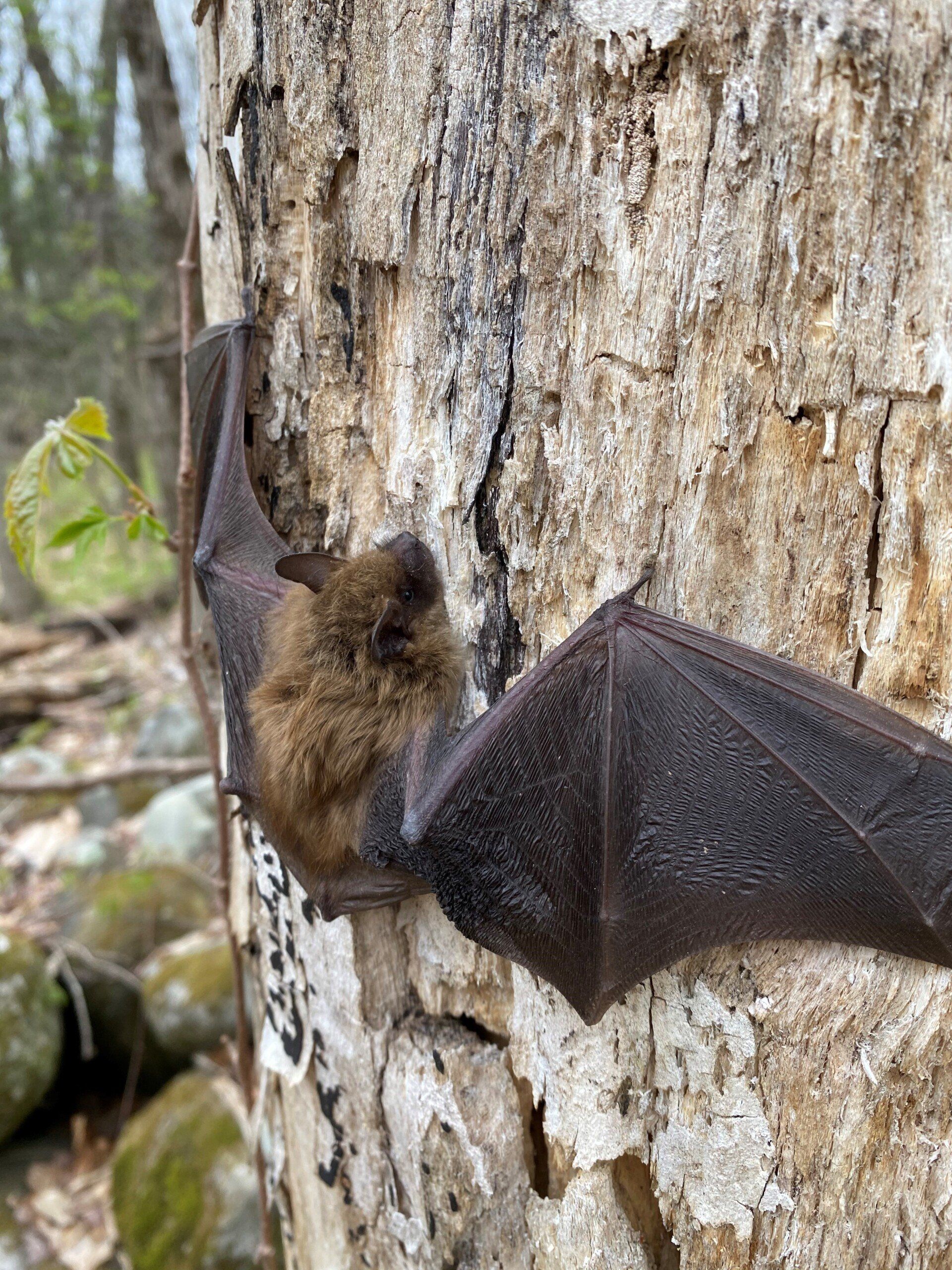 Bat Control Fairfield County, CT American BioTech Wildlife Services