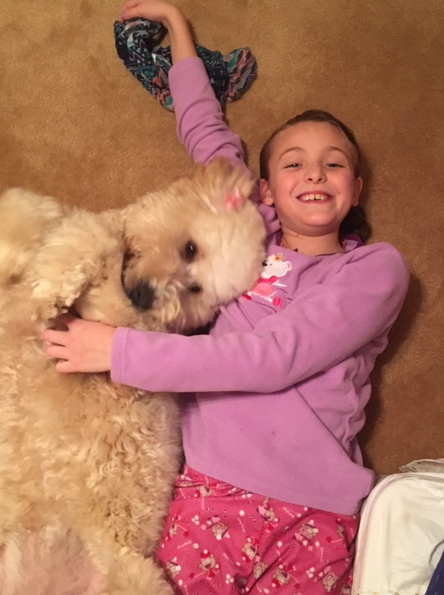 At Granite State Labradoodles, all the dogs and puppies are a part of the family