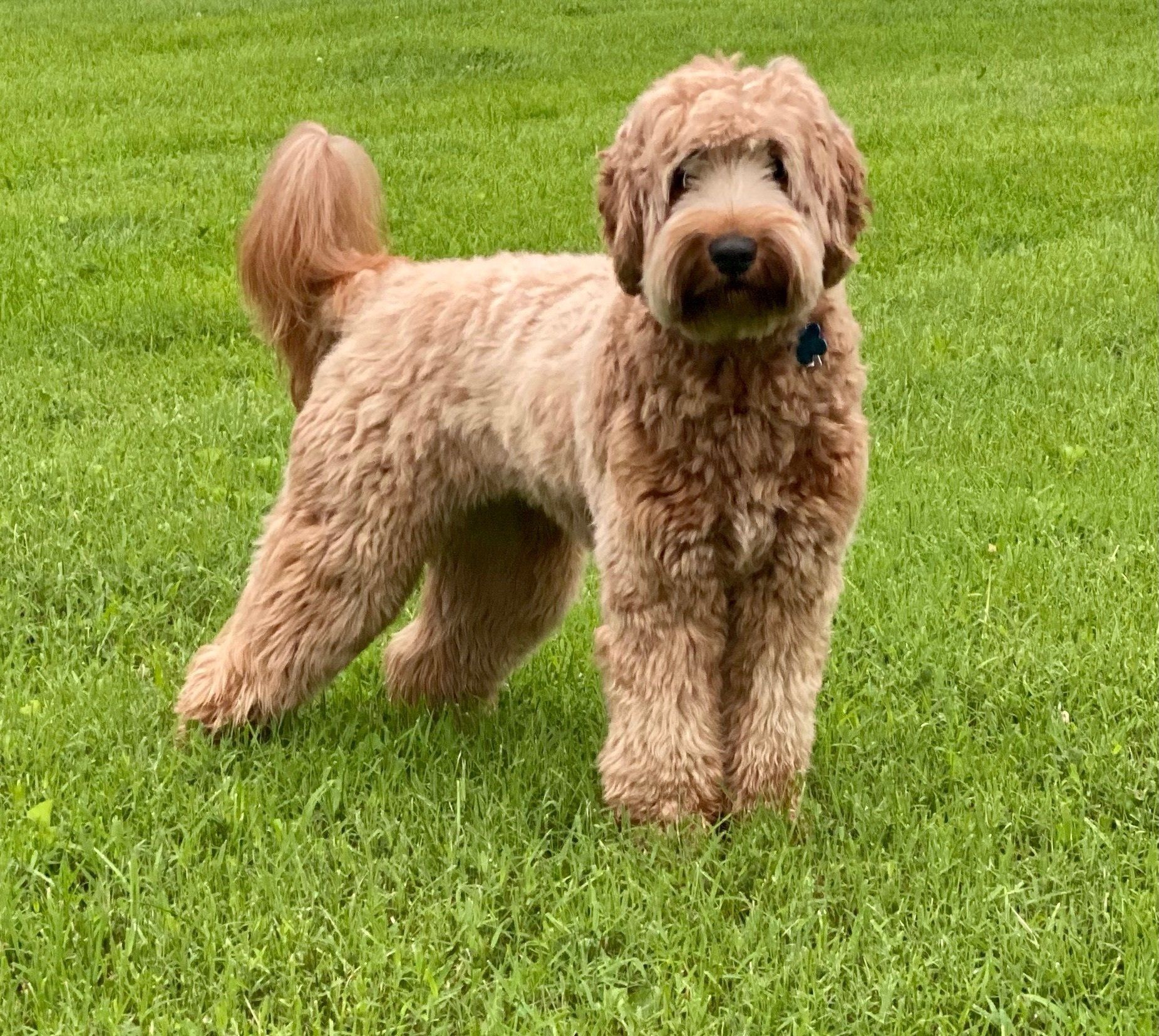 Our Dogs | Granite State Labradoodles