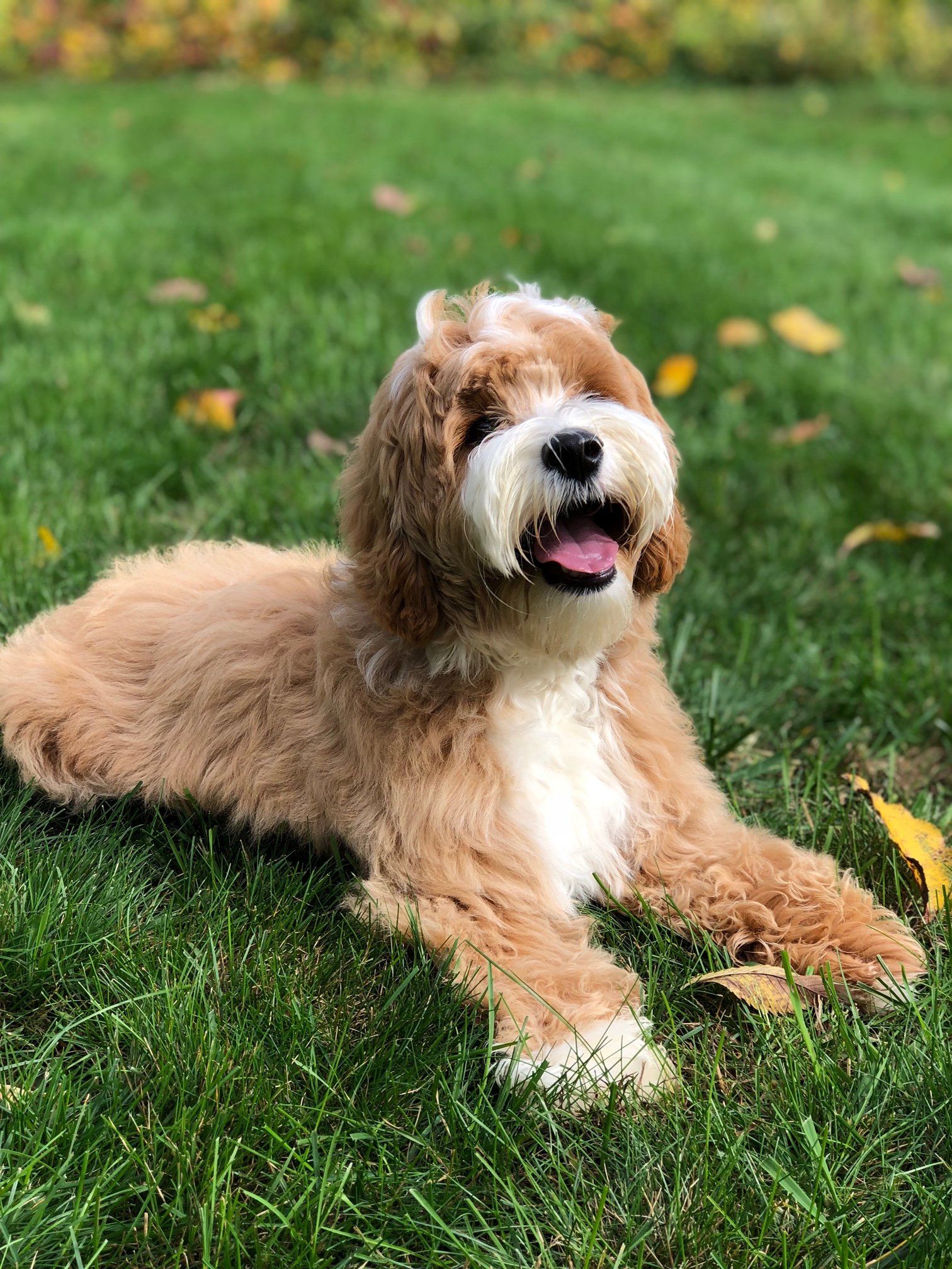 Granite State Labradoodles | Breeders in Londonderry, New Hampshire