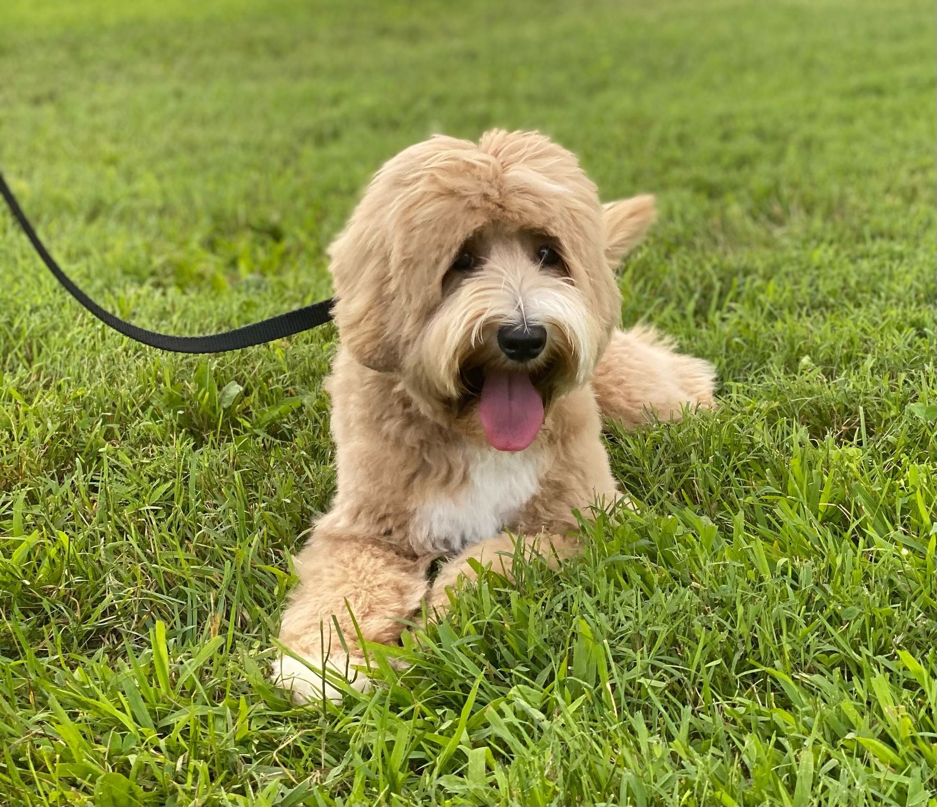 Our Dogs | Granite State Labradoodles