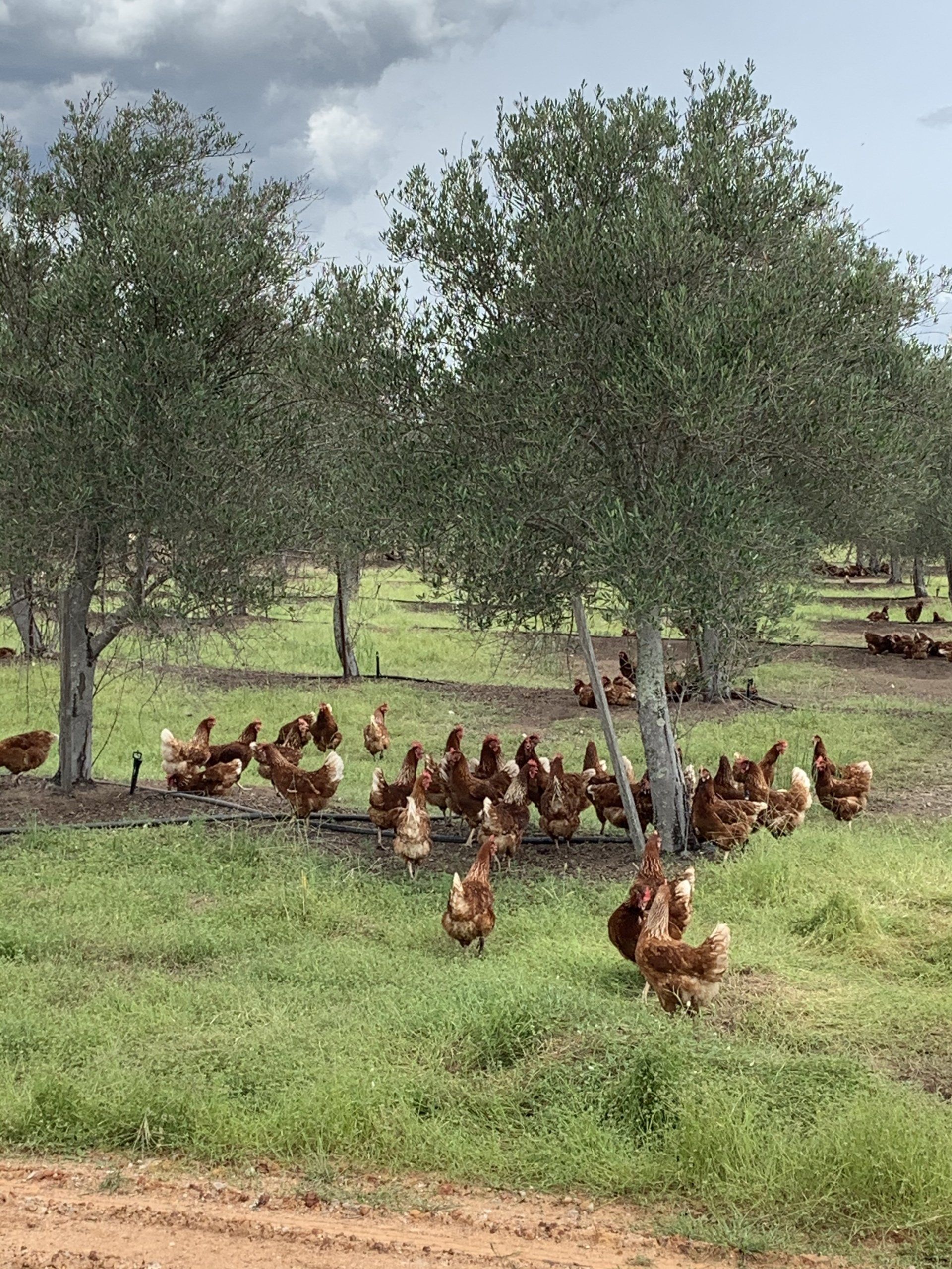 What Are Carbon Neutral Eggs