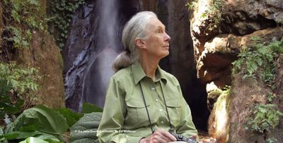 Jane Goodall 16 oz. Glass Set - #JGI308  the Jane Goodall Institute  Official Store