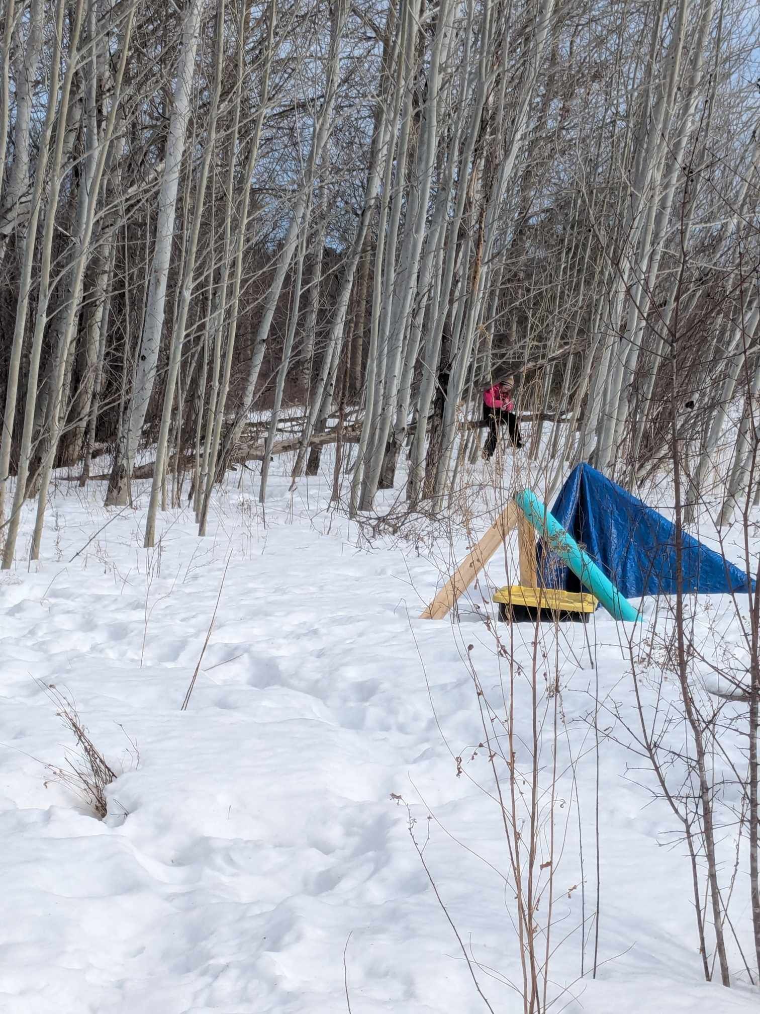 A blue tent is sitting in the middle of a snowy forest.