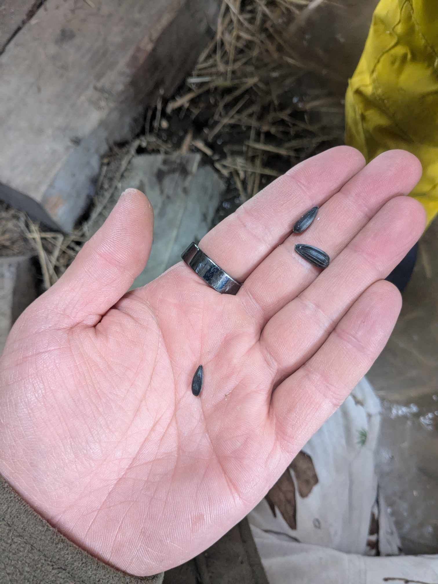 A person is holding two sunflower seeds in their hand.