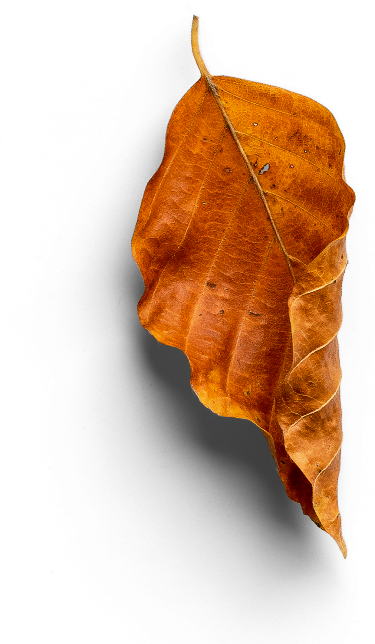 A close up of a brown leaf on a white background.