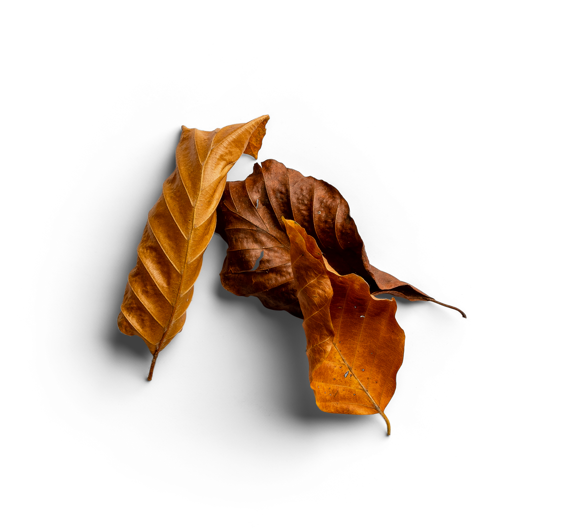 A pile of brown leaves on a white background