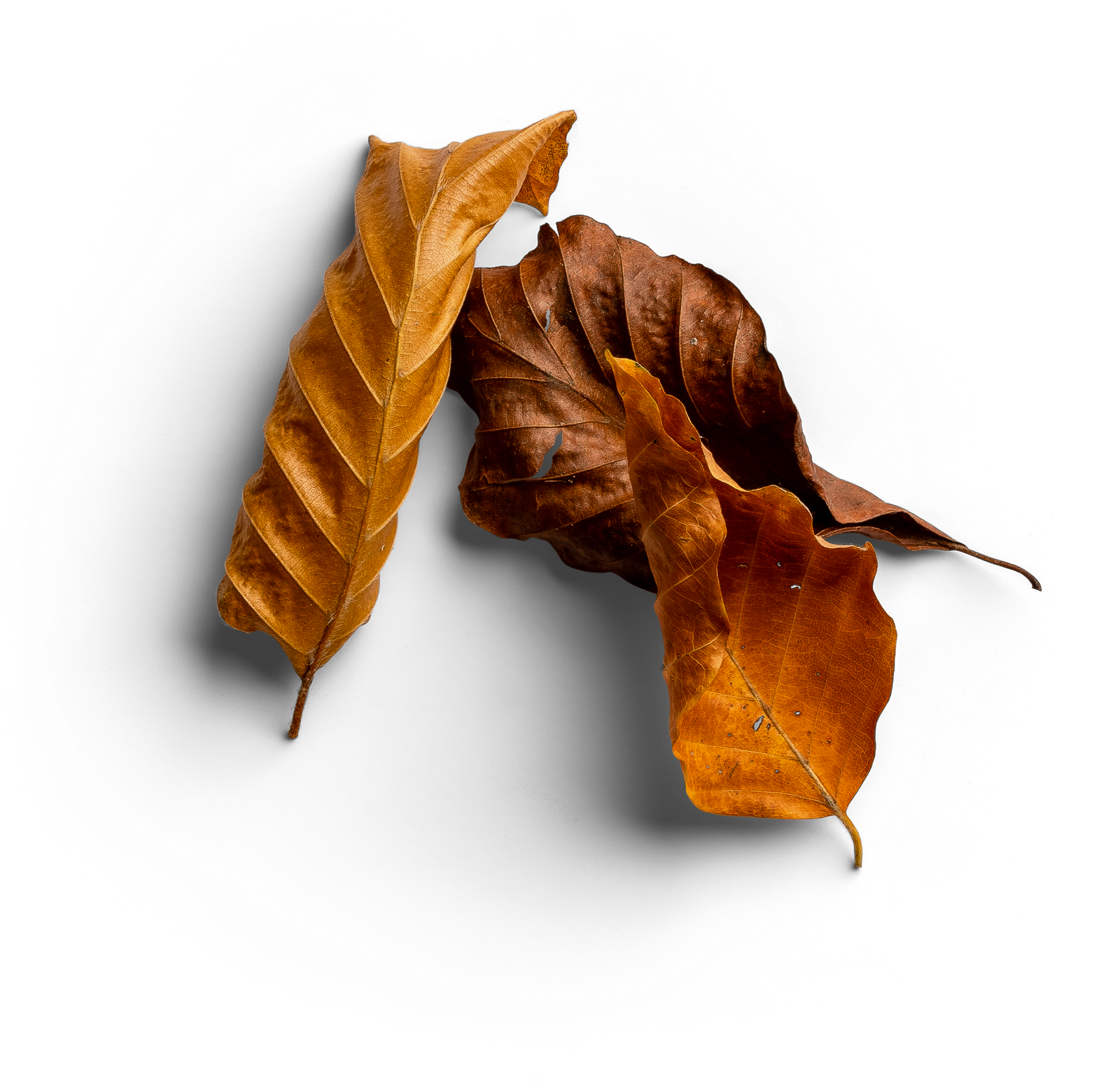 A pile of brown leaves on a white background