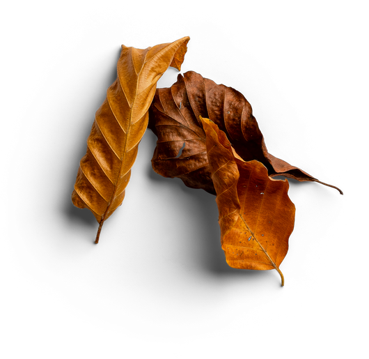 A pile of brown leaves on a white background