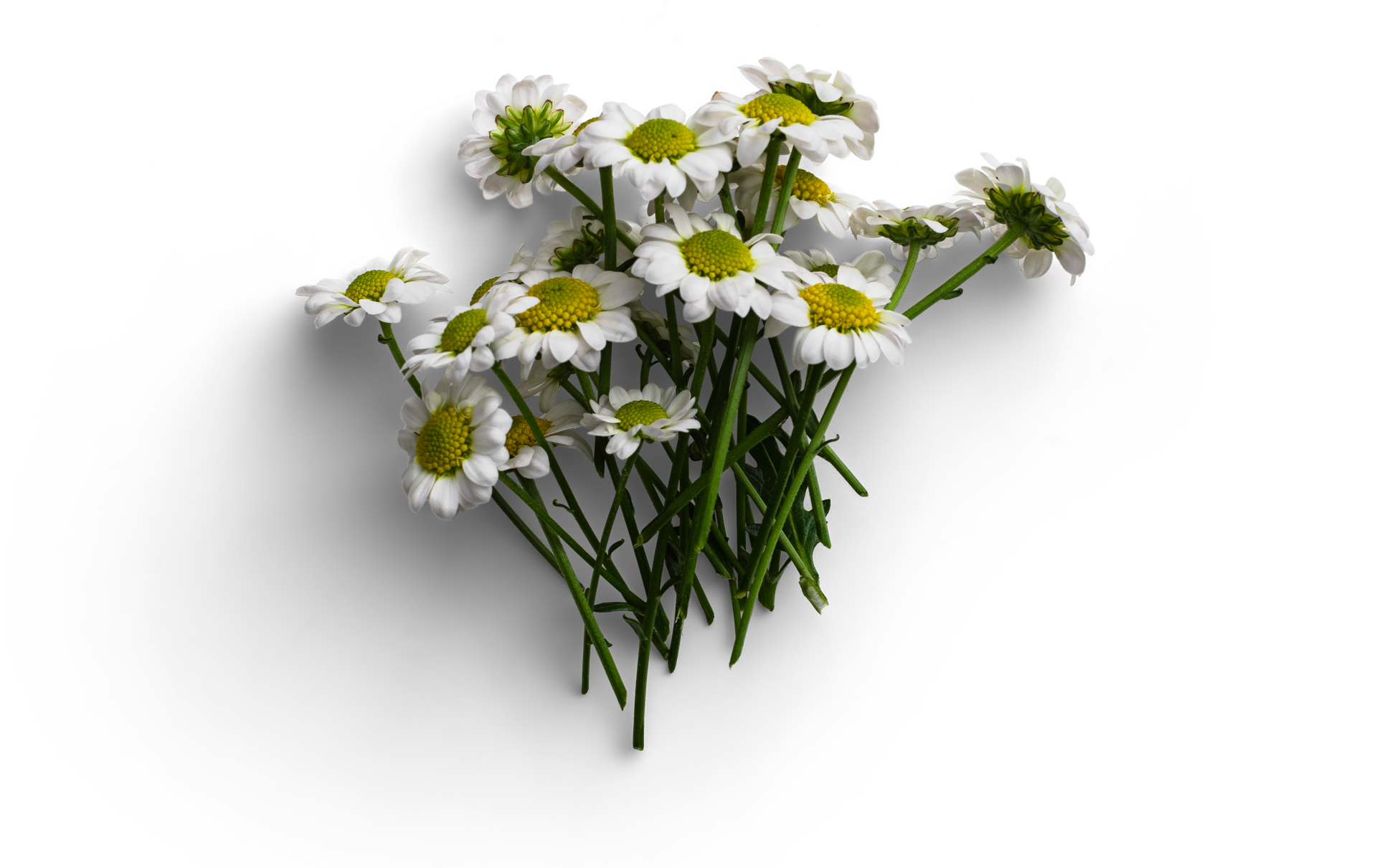 A bunch of daisies with green stems on a white background.