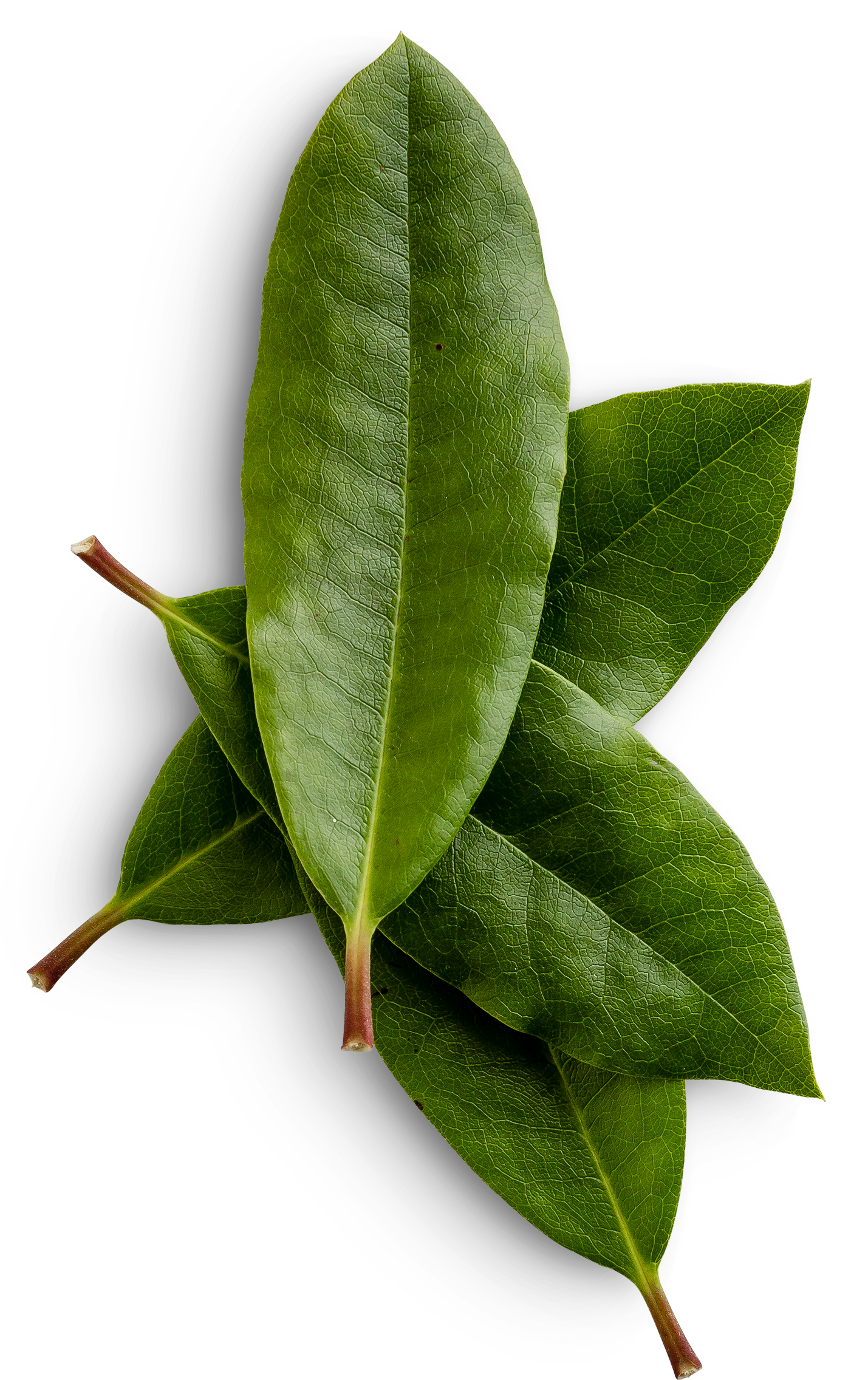 Three green leaves are stacked on top of each other on a white background.
