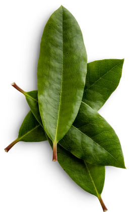 Three green leaves are stacked on top of each other on a white background.