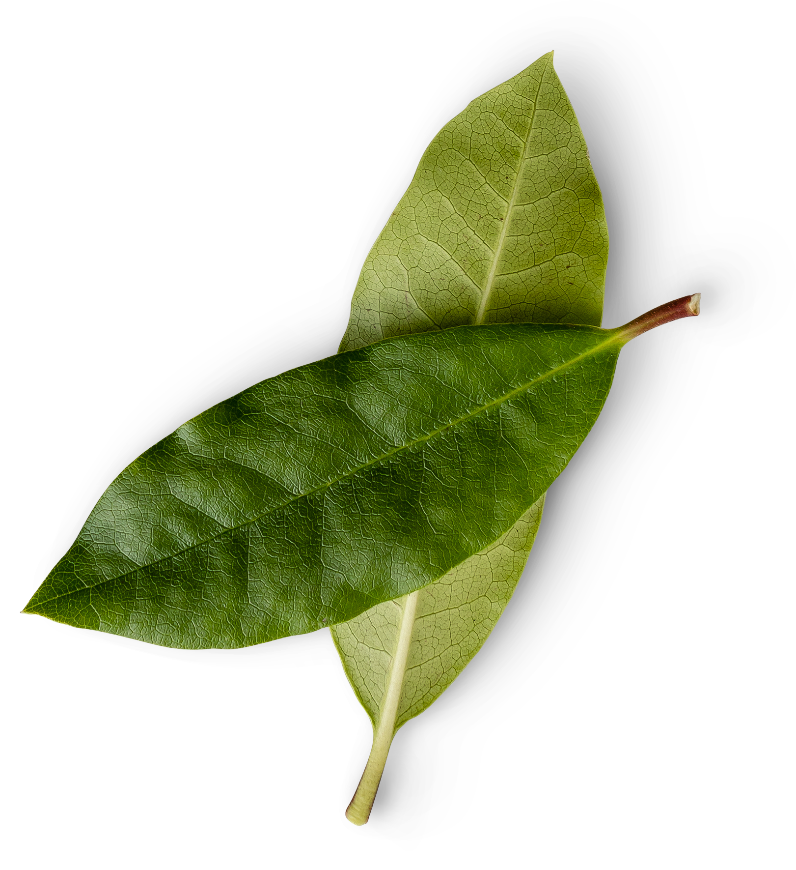 A close up of two green leaves on a white background