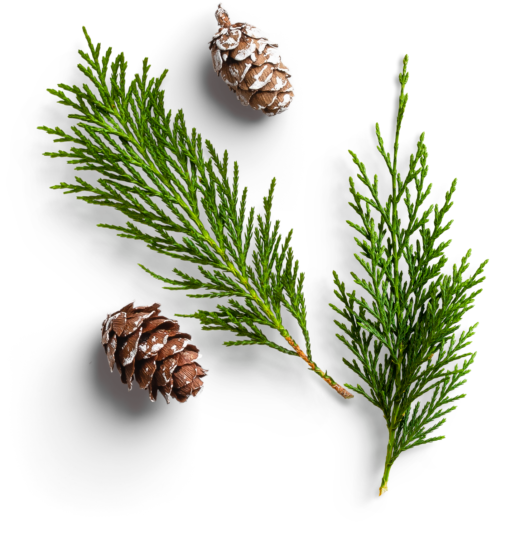 Two pine cones and a pine branch on a white background