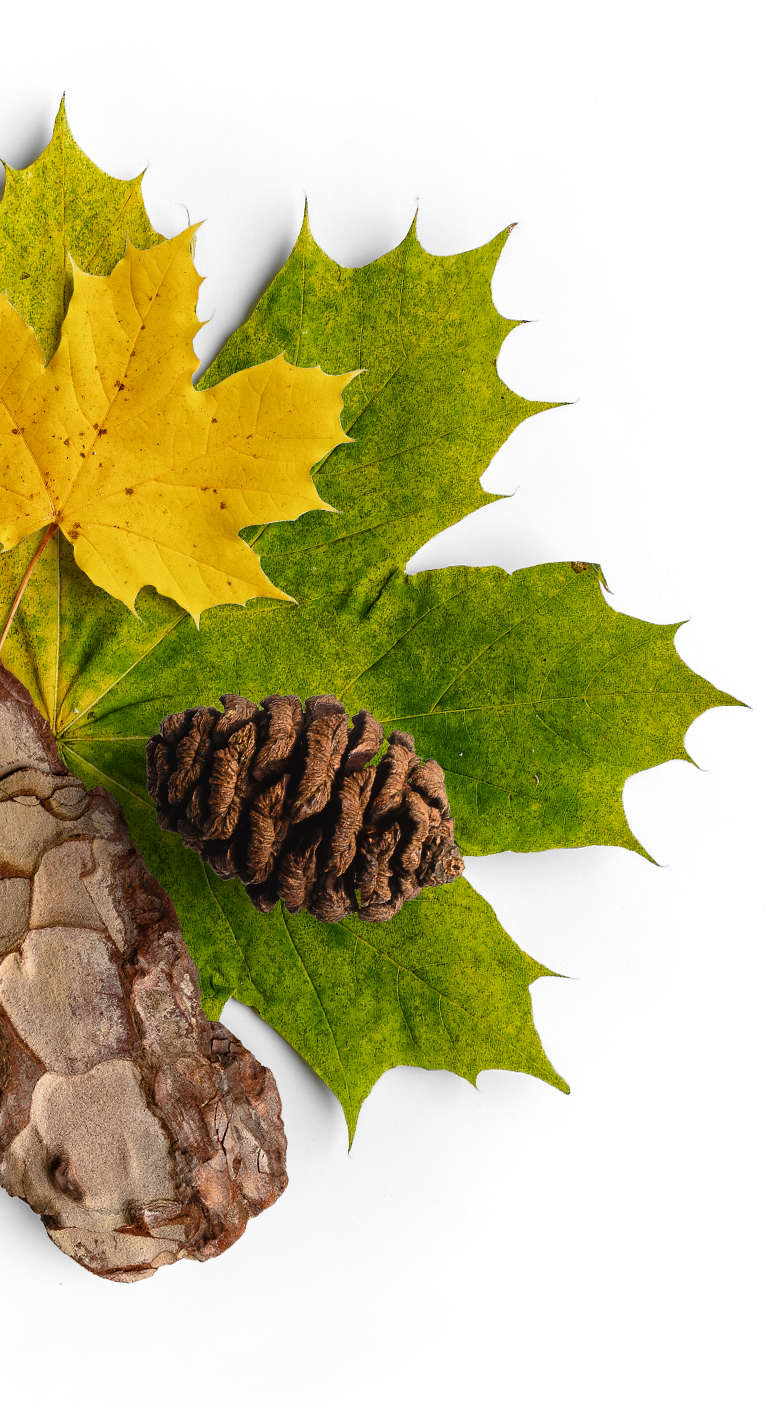 A colourful autumn arrangement on white. Green and yellow maple leaves.
