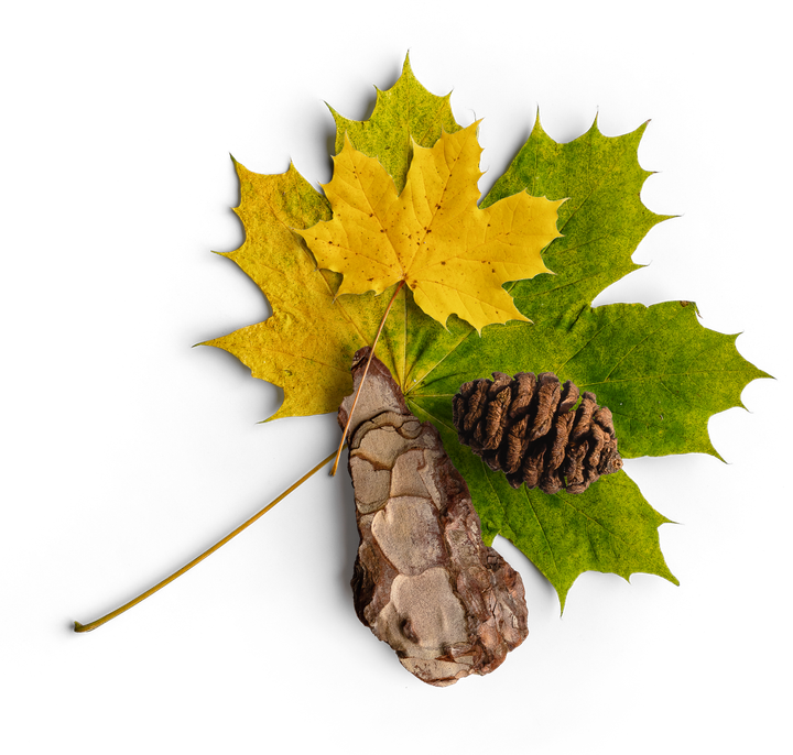 A yellow maple leaf is surrounded by green leaves and a pine cone