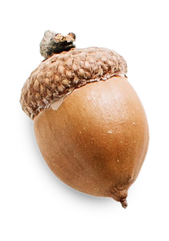 A close up of an acorn on a white background