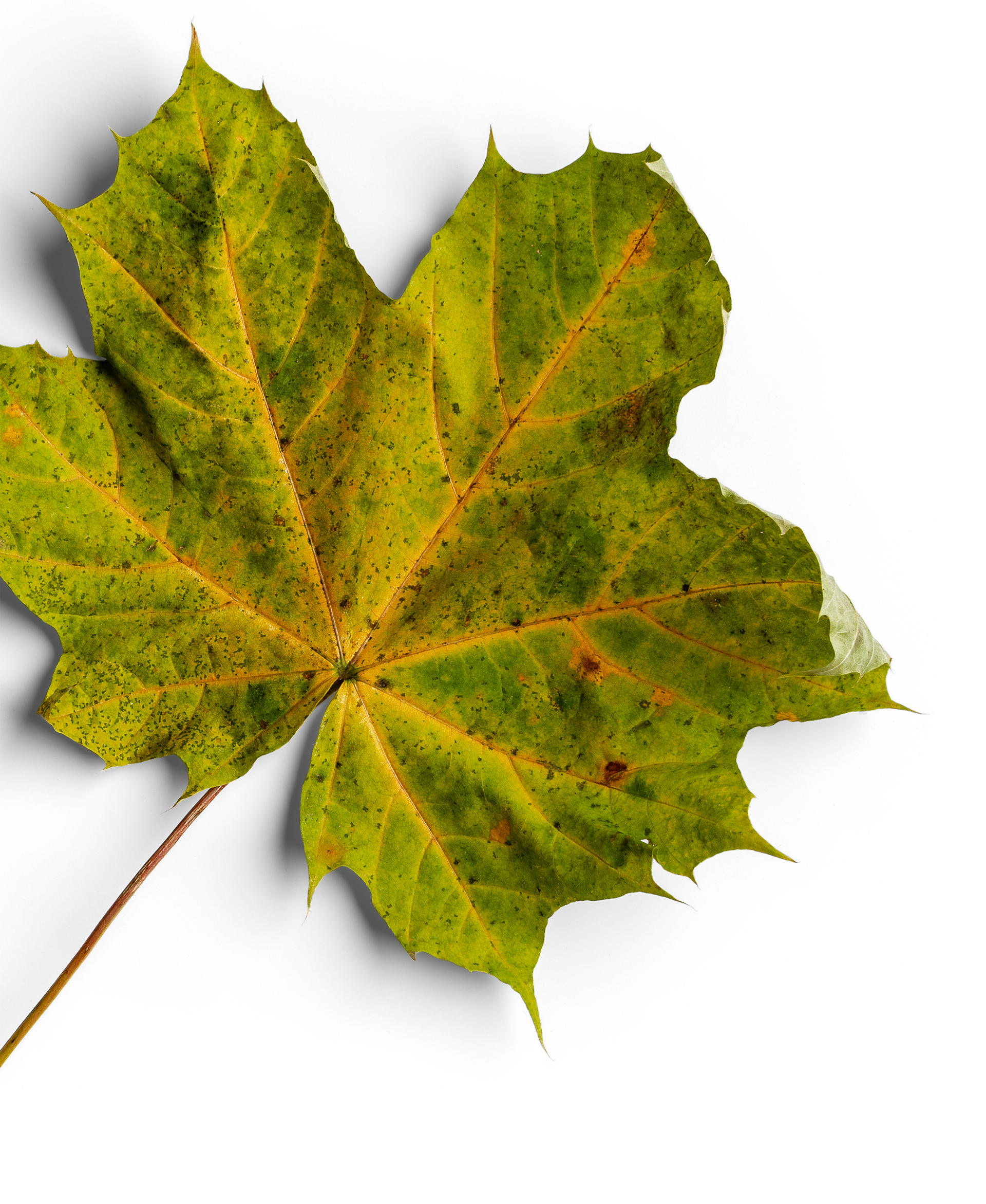A green maple leaf with brown spots on it