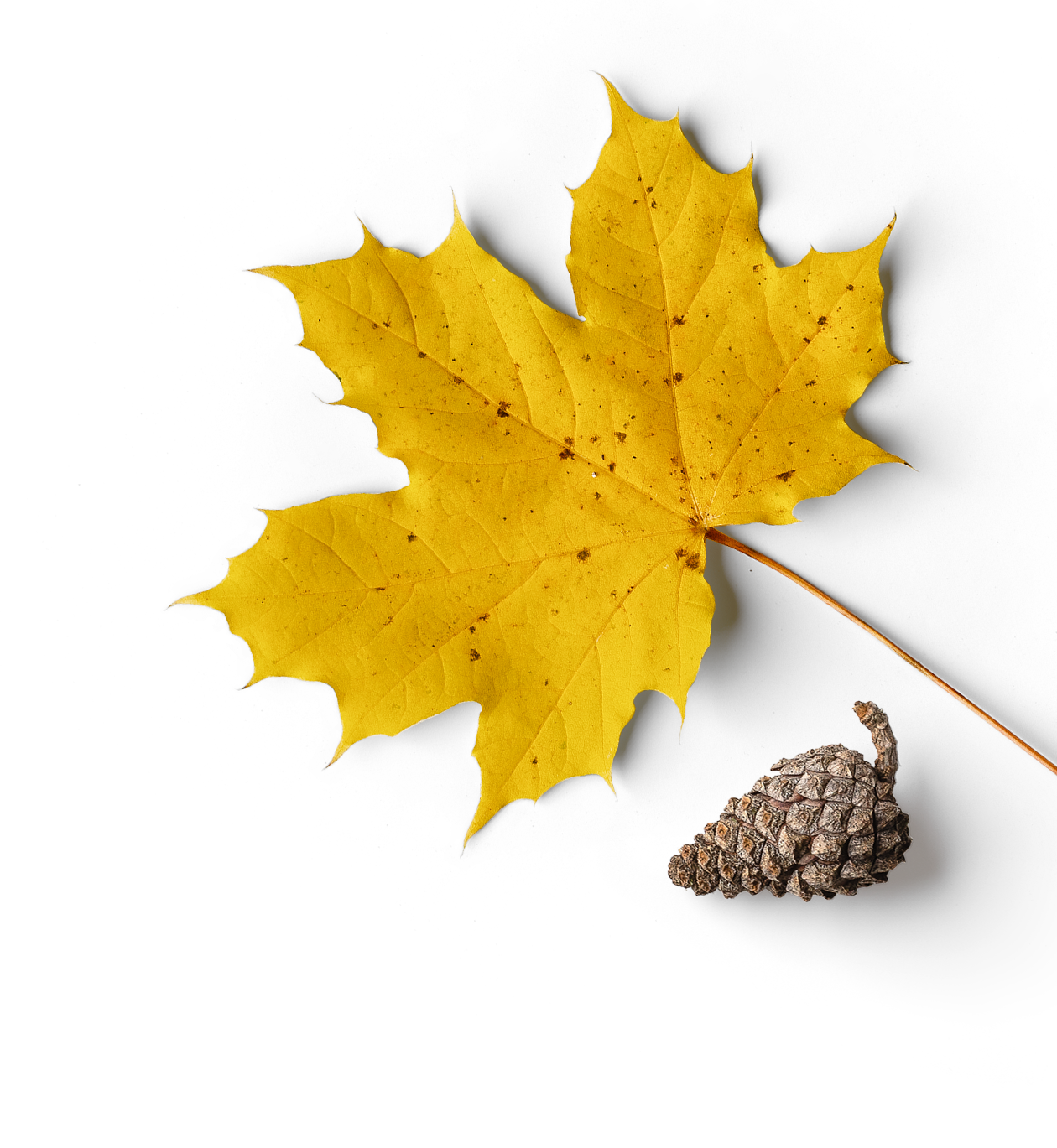 A yellow maple leaf next to an acorn on a white background