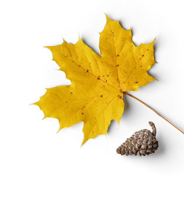 A yellow maple leaf next to an acorn on a white background