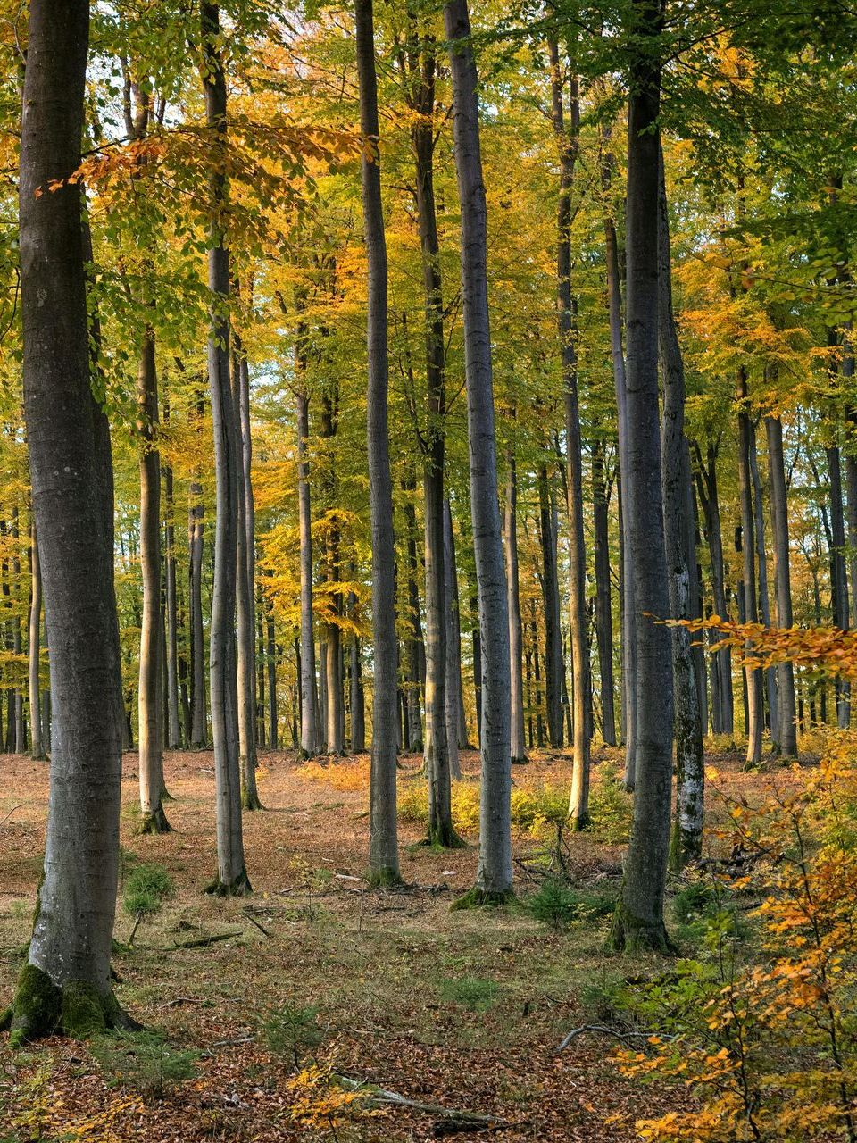 A row of trees in a forest with leaves on the ground