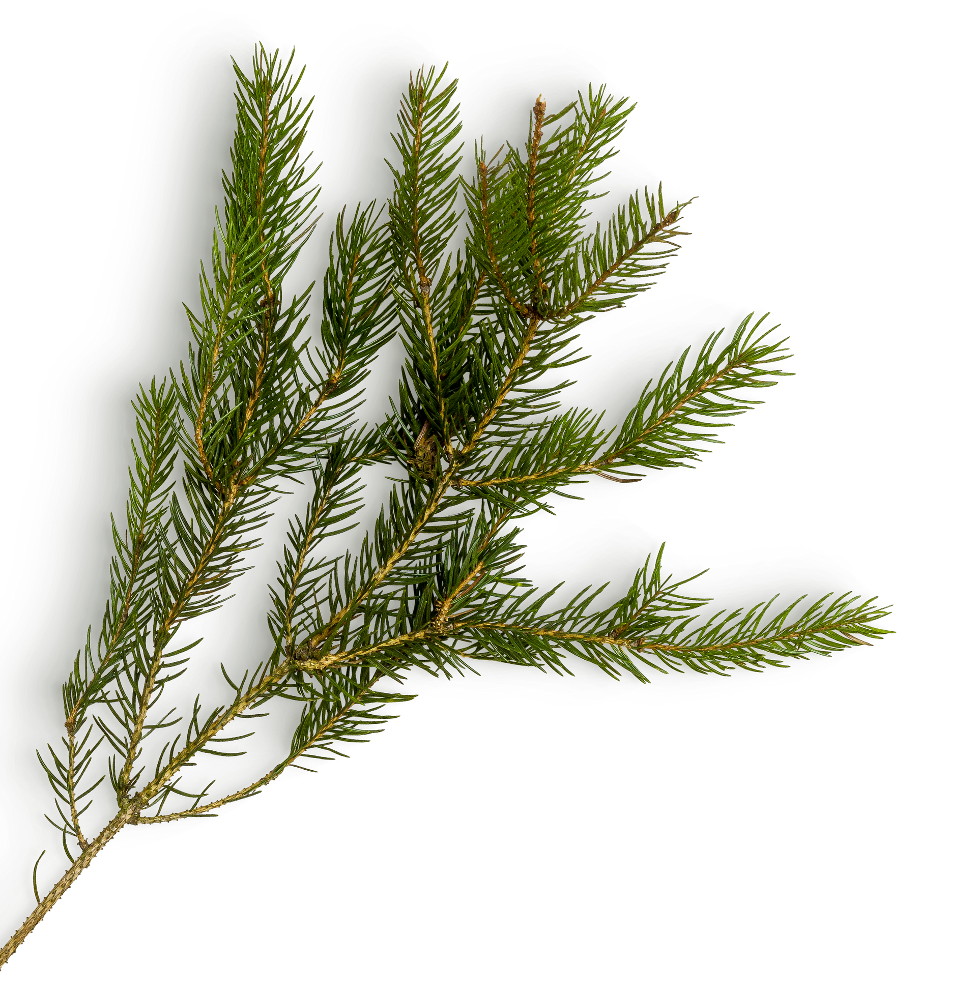 A close up of a pine branch on a white background