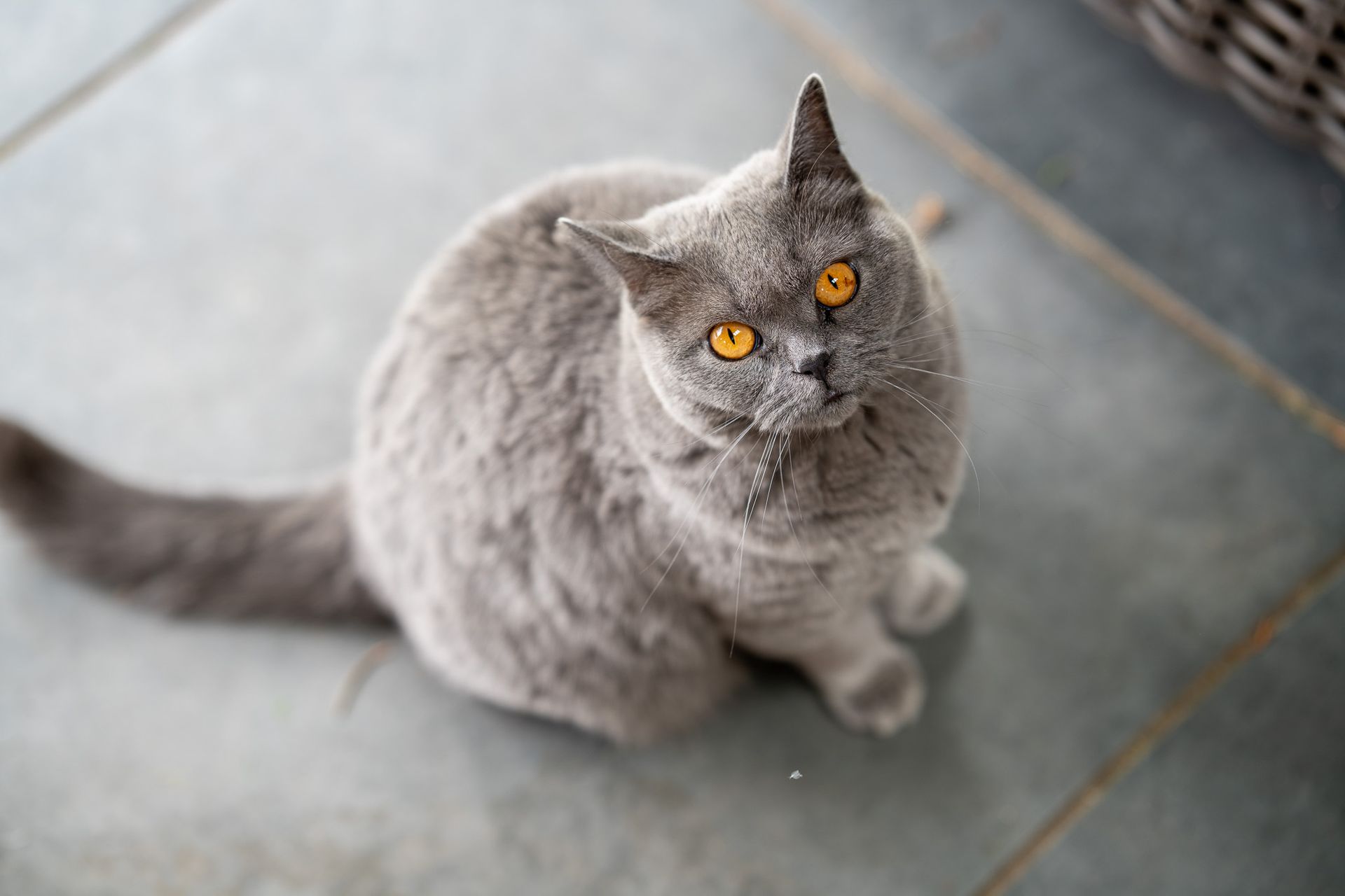 Een grijze kat met gele ogen zit op een betegelde vloer en kijkt naar de camera.