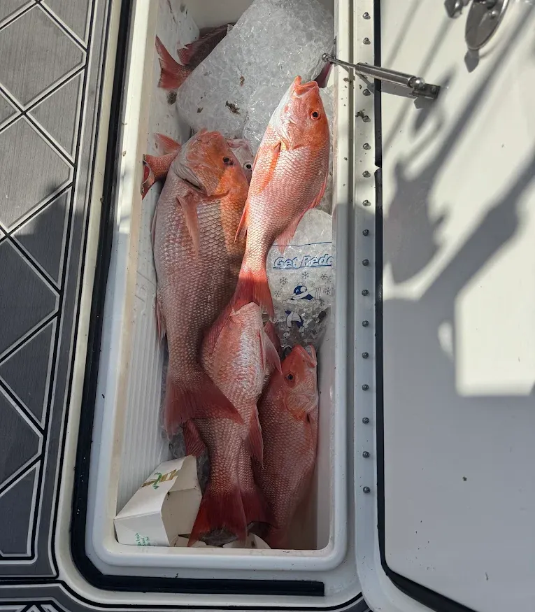 Red snapper fish packed in ice inside a boat cooler.