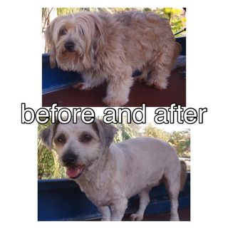 Before and After Dog Grooming Service