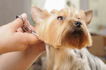 Pet Grooming Servicing and Pricing