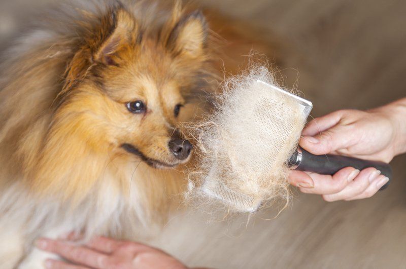 Mobile Pet Grooming Franchise in Beenleigh