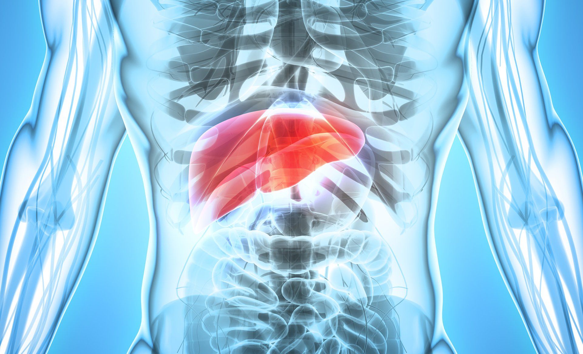 A computer generated image of a man 's liver and stomach.