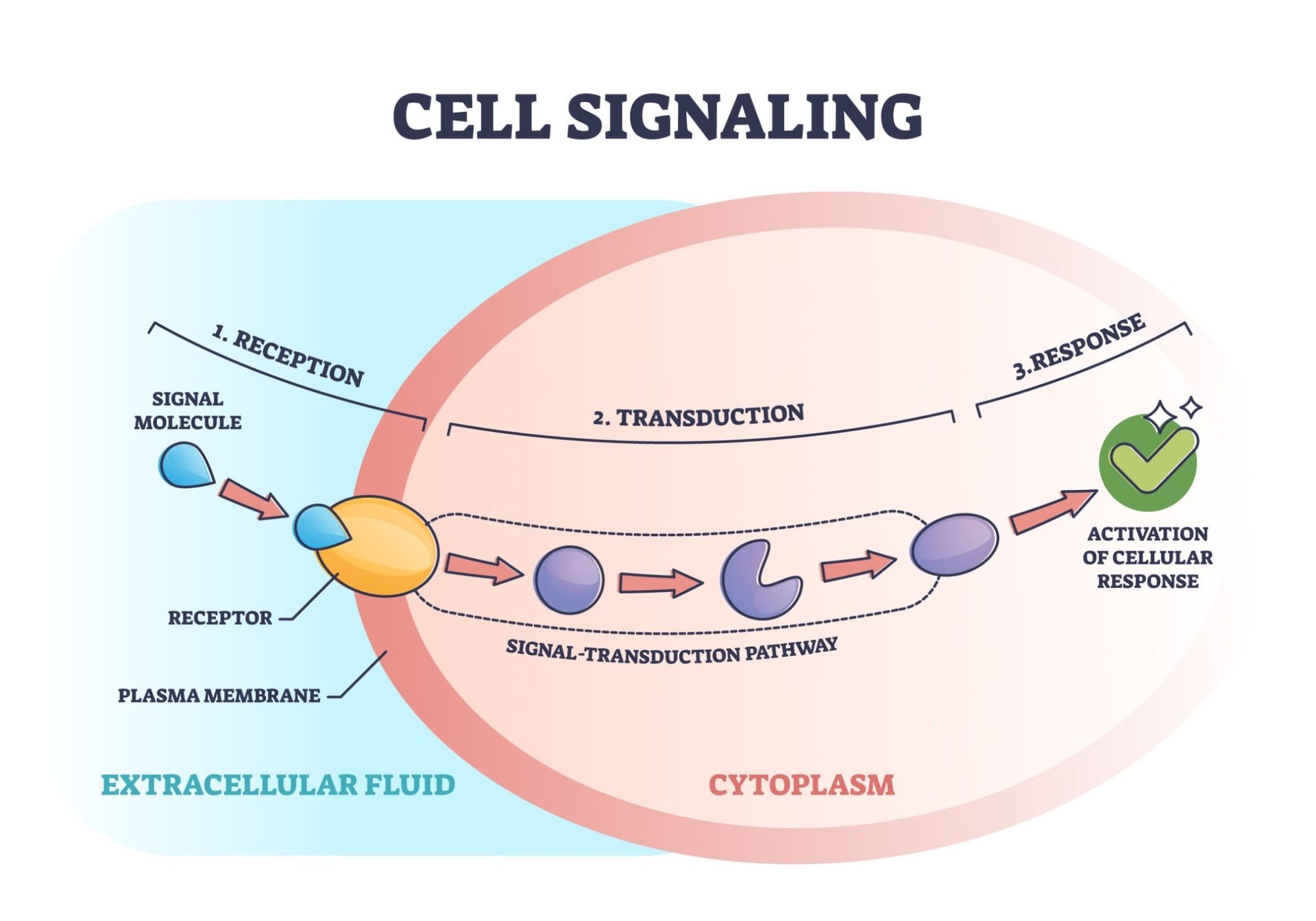 Cell signaling process diagram: Signal molecule binds to receptor, triggering a transduction pathway leading to a cellular response.
