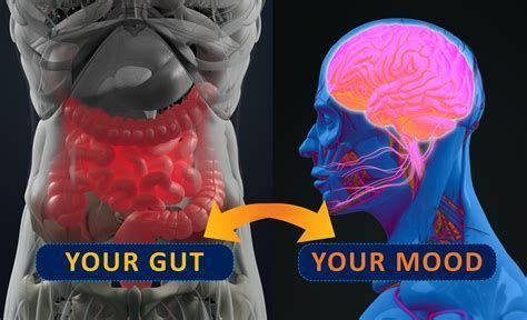 A diagram of a person 's gut and a diagram of a person 's brain.