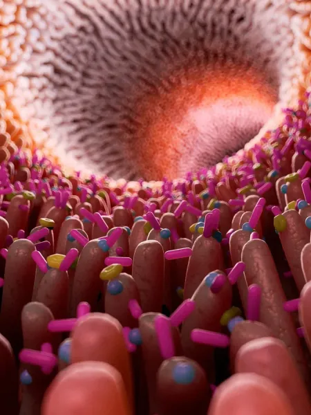 Microscopic view of intestinal villi, pink, with microbes attached. Interior of intestinal tract.