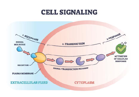 Diagram of cell signaling: signal molecule binds receptor, triggering transduction pathway and cellular response.