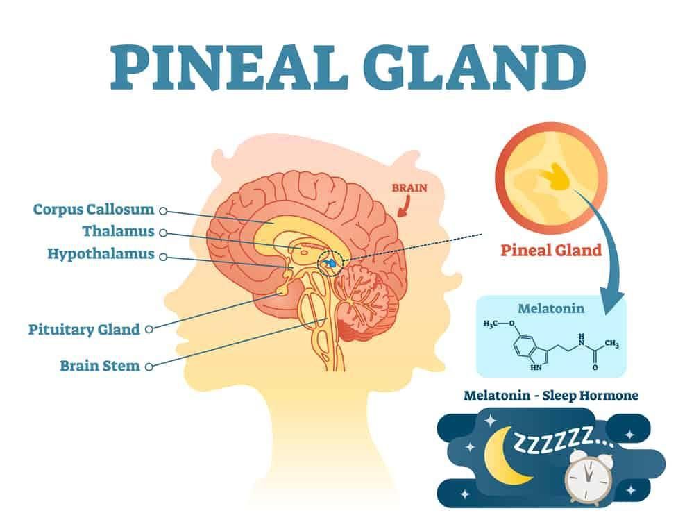 Diagram showing the location of the pineal gland in the brain and its function in producing the sleep hormone melatonin.