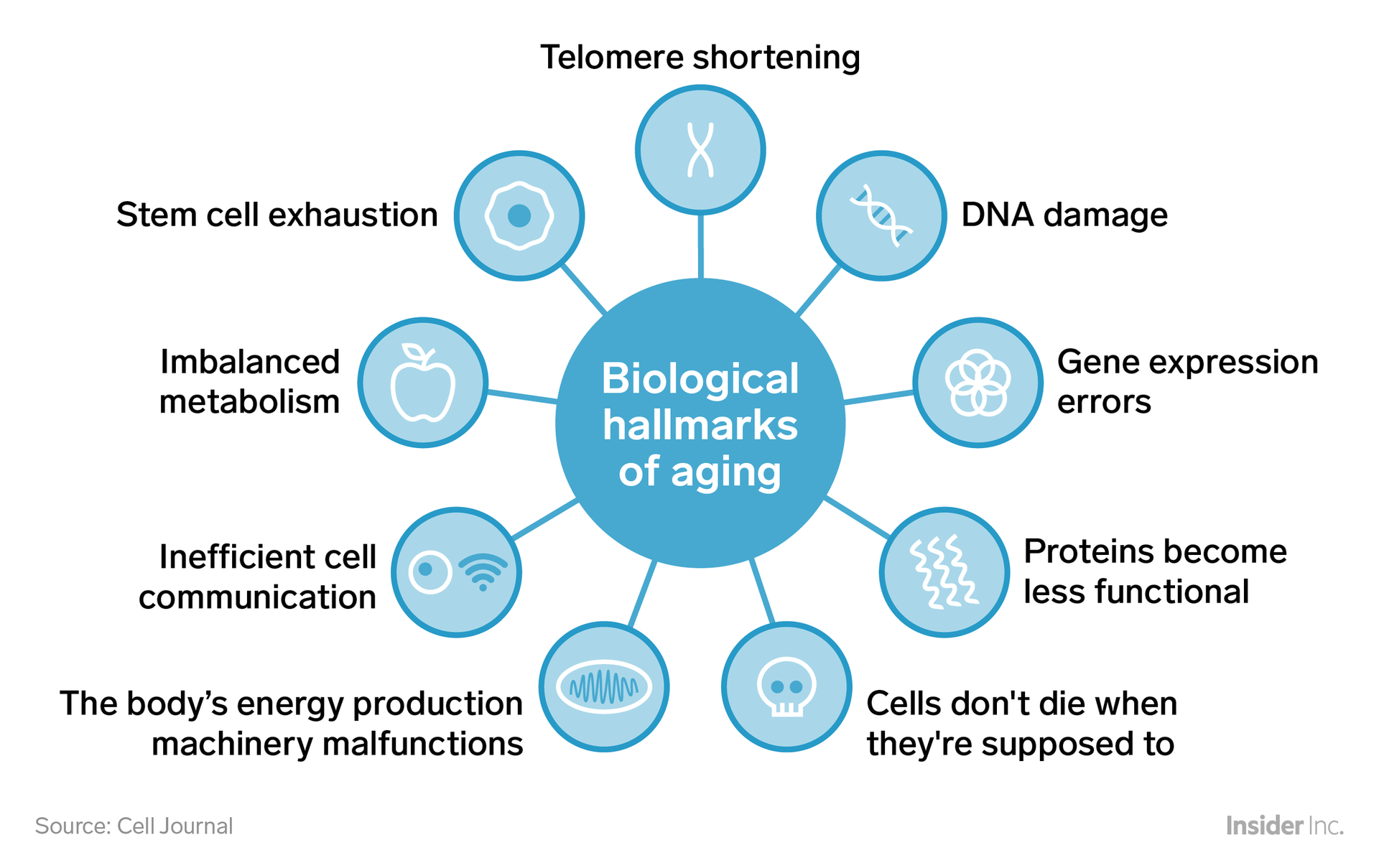 Diagram showing the biological hallmarks of aging, including DNA damage, telomere shortening, and stem cell exhaustion.