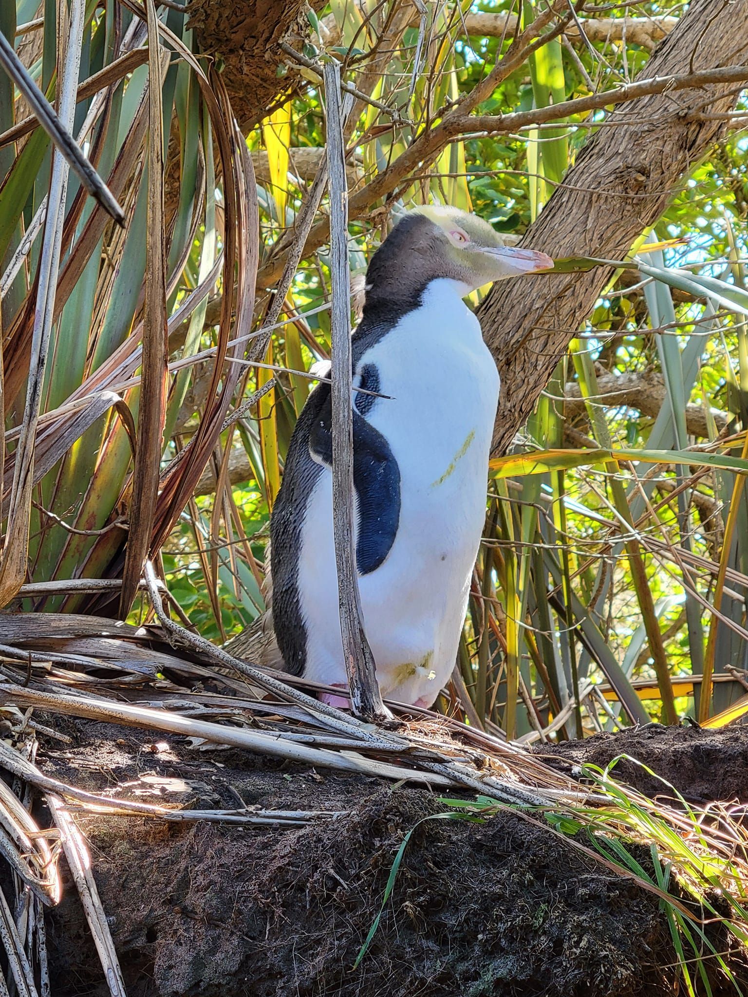 Yellow-eyed Penguin - Dunedin, NZ