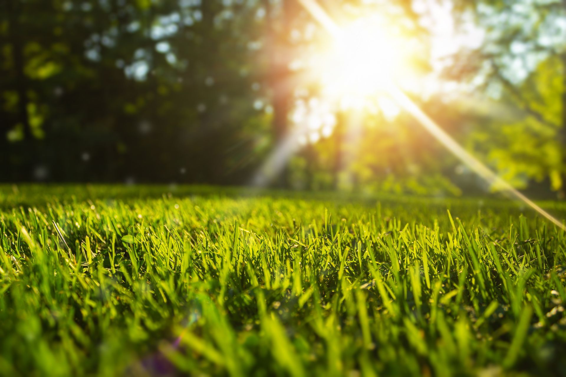 Lush green lawn illuminated by sunlight in a healthy residential landscape