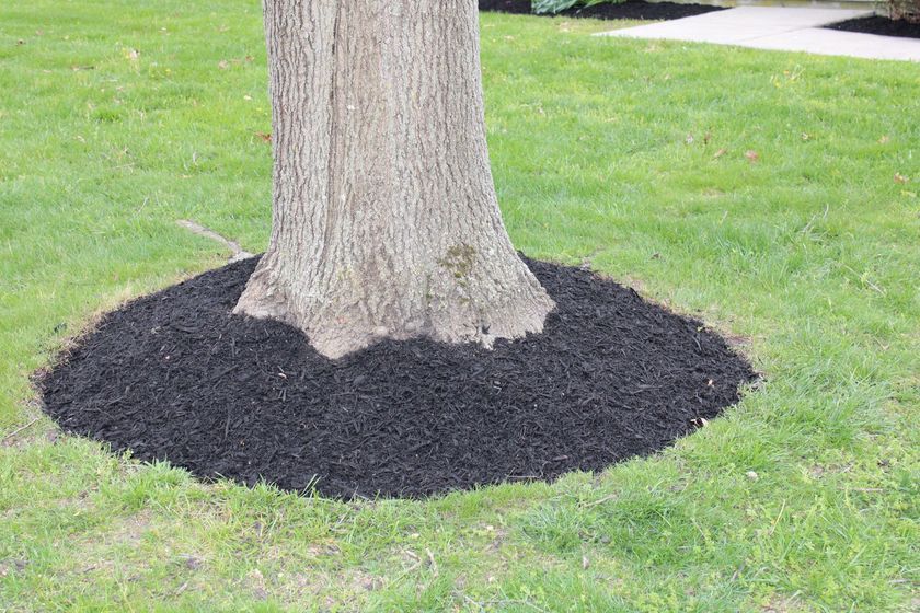 Tree trunk surrounded by black mulch in a grassy yard.