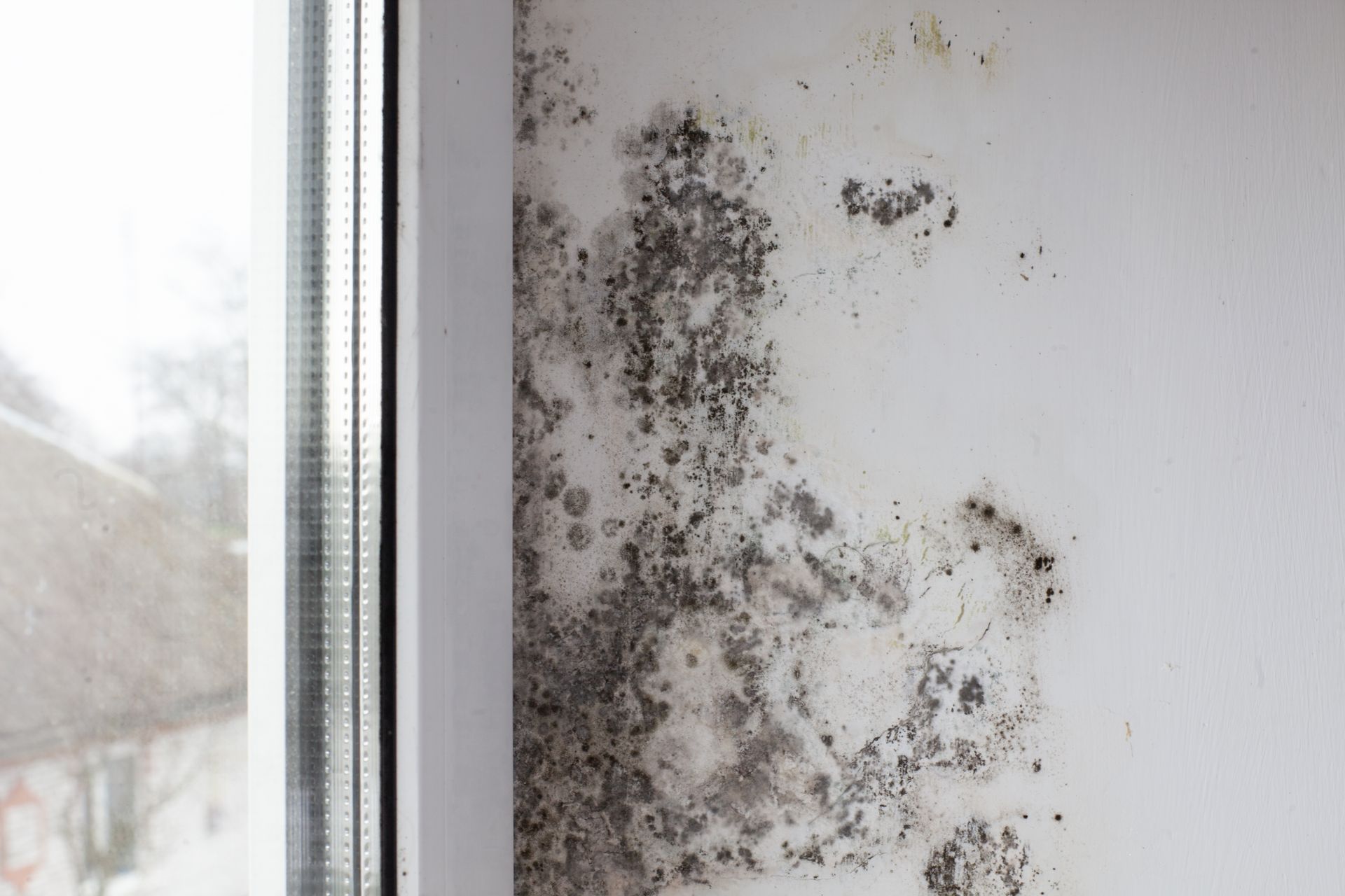 Schimmel an der Wand