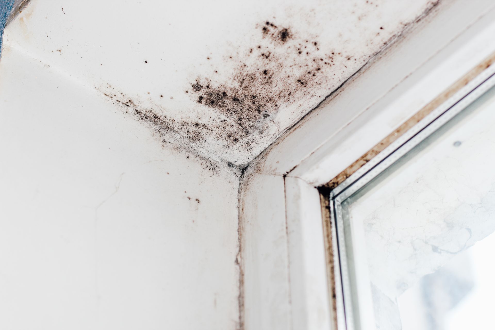 Ein Fenster mit Schimmel an der Ecke