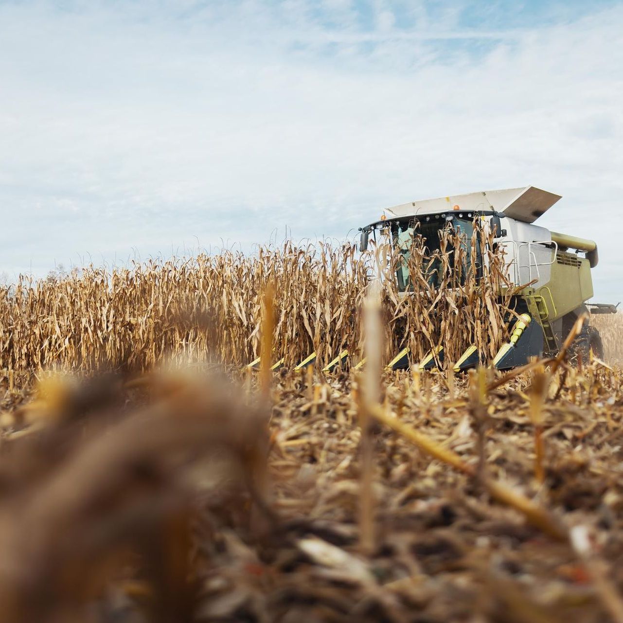Combine harvester working in a field of dry corn stalks under a cloudy sky.