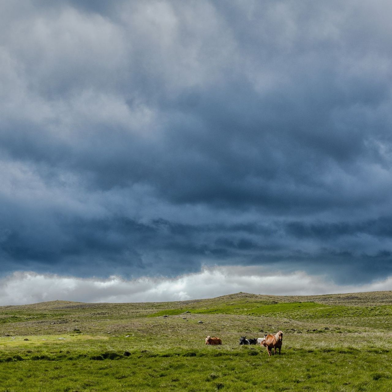 Horses graze in a green field under a stormy, overcast sky.